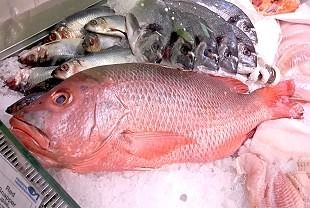 Red Snapper