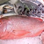 Red Snapper